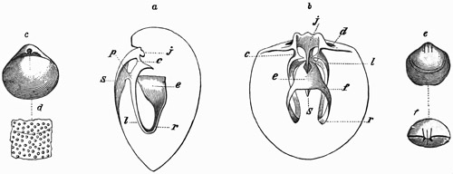 Fig. 557.