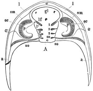 Fig. 1266.