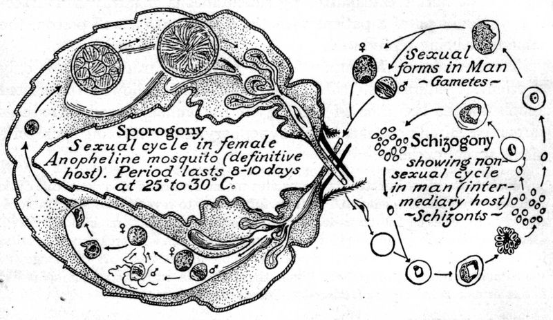 Depiction of the life cycle of the malarial parasite.