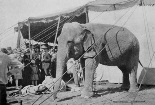 A WORK ELEPHANT WAITING FOR THE CROWDS TO LEAVE THE CIRCUS GROUNDS, WHEN HIS LABORS WILL BEGIN