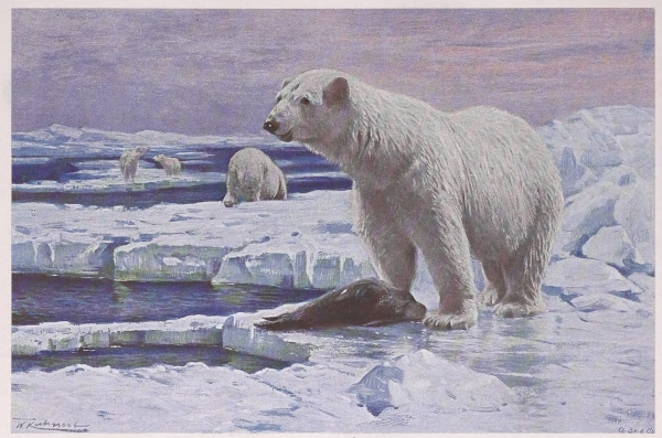 polar bear