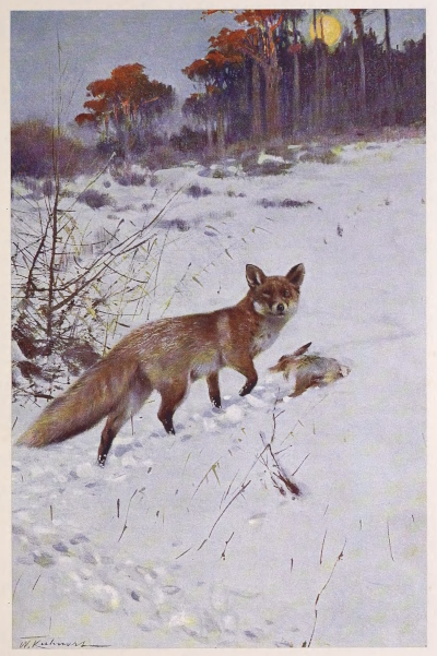 fox