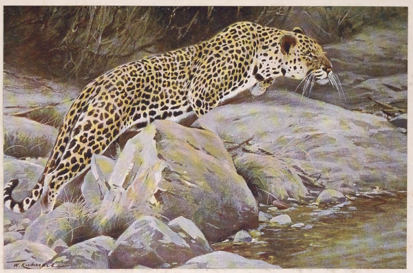 leopard