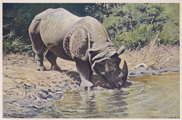 rhino