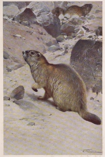 marmot