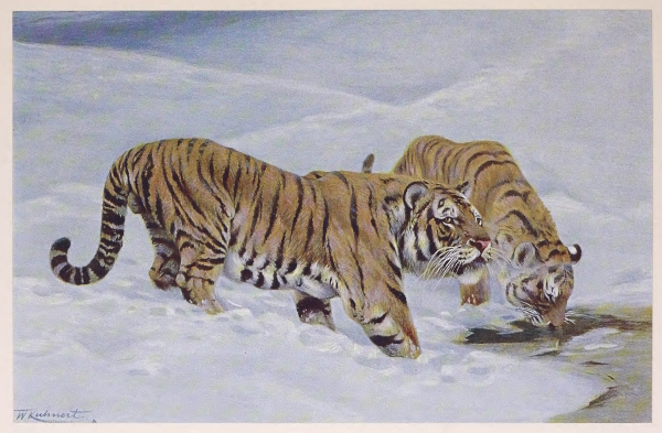 tiger