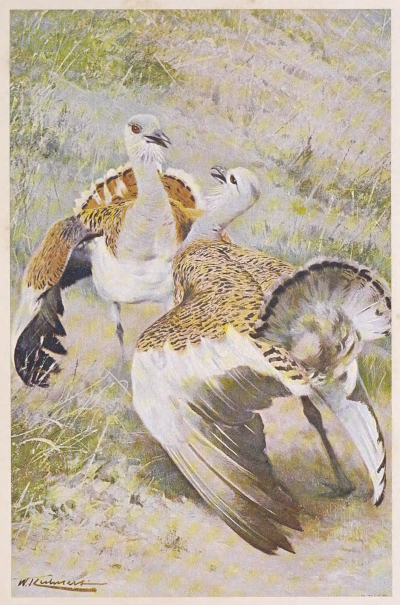 bustard