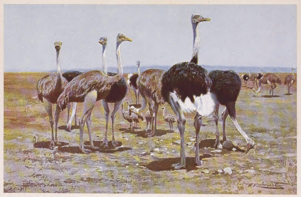 ostrich