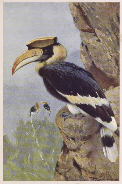 hornbill