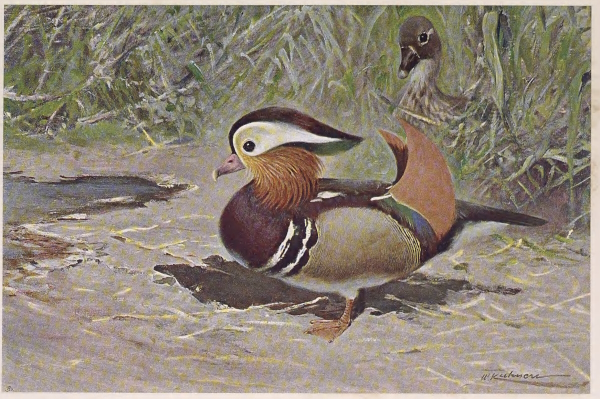 mandarin