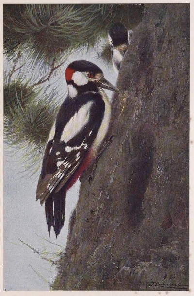 woodpecker