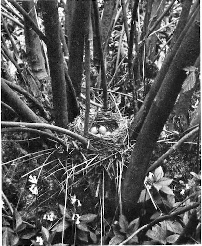 BLACKBIRD’S NEST