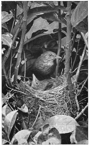 FEMALE BLACKBIRD