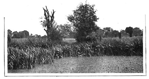 marsh landscape