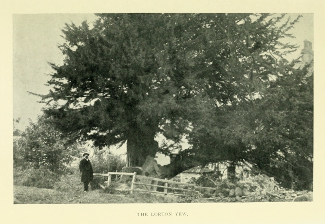 THE LORTON YEW.