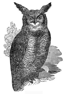 Eagle Owl