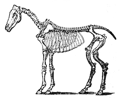 horse skeleton