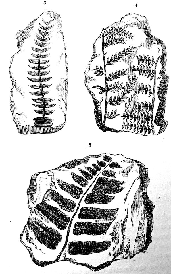 Fossil