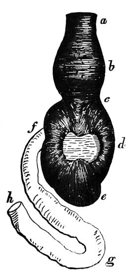 Stomach and proventriculus of <i>Scolopax noveboracensis</i>