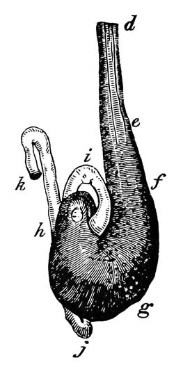 Stomach, proventriculus, and duodenum of <i>Thalassidroma pelagica</i>