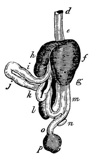 Stomach and intestines of <i>Thalassidroma pelagica</i>