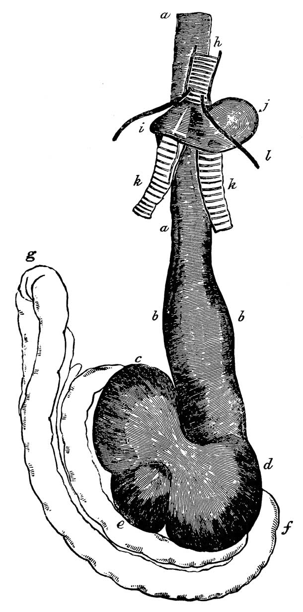 Digestive organs and part of trachea of <i>Anas strepera</i>