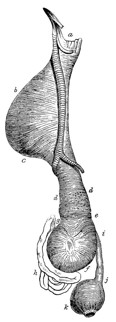 Digestive Organs of <i>Falco cyaneus</i>