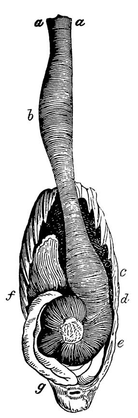 Digestive Organs of <i>Pyrrhula Enucleator</i>