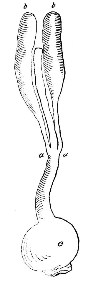 Cœca and cloaca of <i>Strix funerea</i>