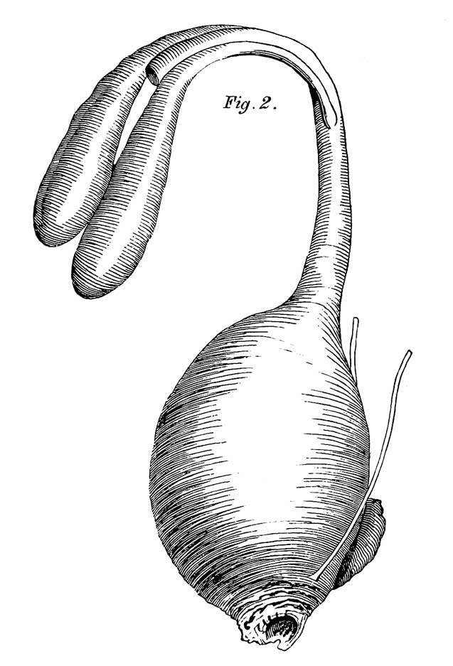 Cœca and cloaca of <i>Strix Otus</i>