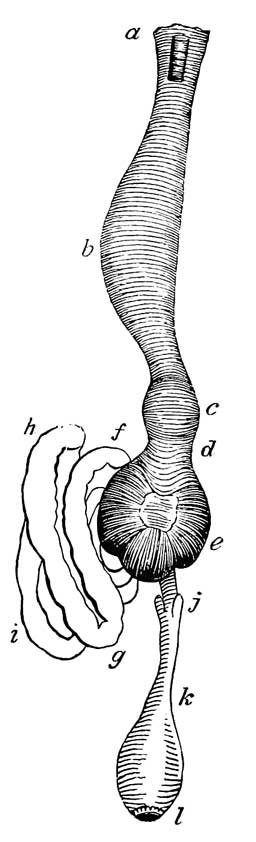 Digestive organs of <i>Emberiza americana</i>