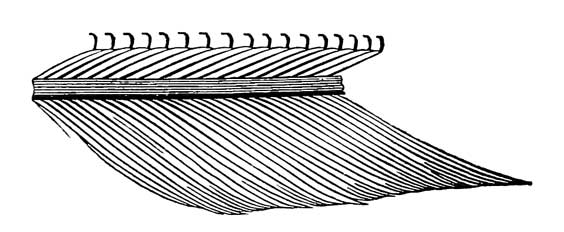 Part of outer primary of <i>Hirundo serripennis</i>