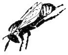 [Bee]