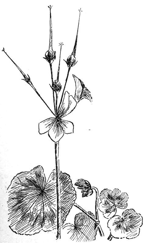 [Pelargonium]