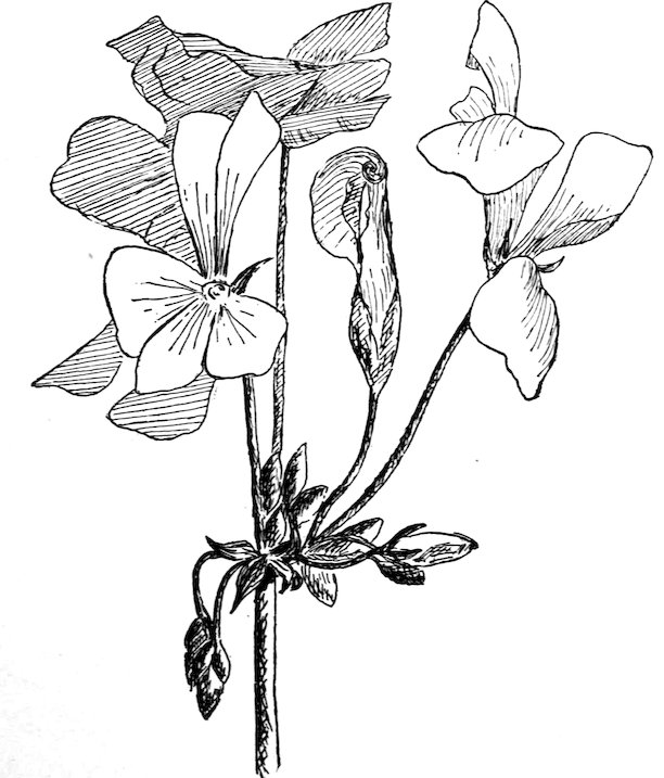 [Pelargonium]