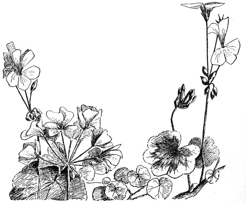 [Geranium]