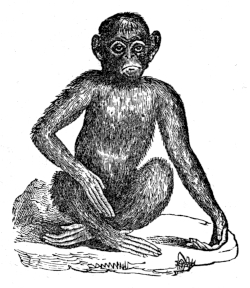 Chimpanzee