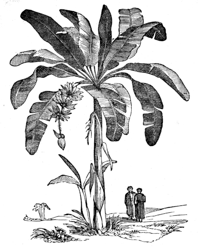 Banana plant