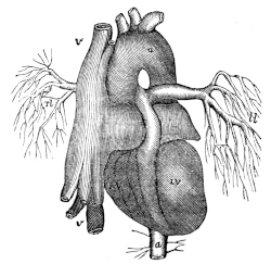 The heart