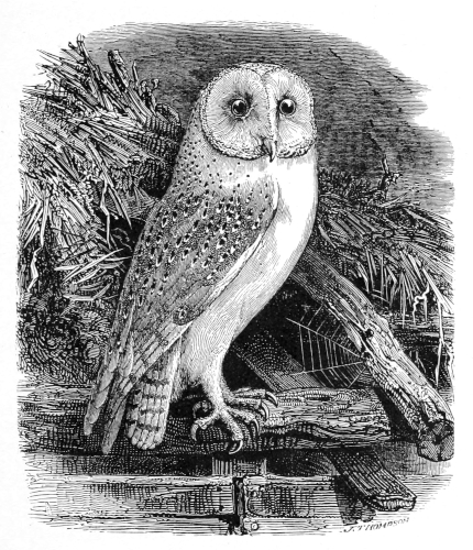 Barn-Owl