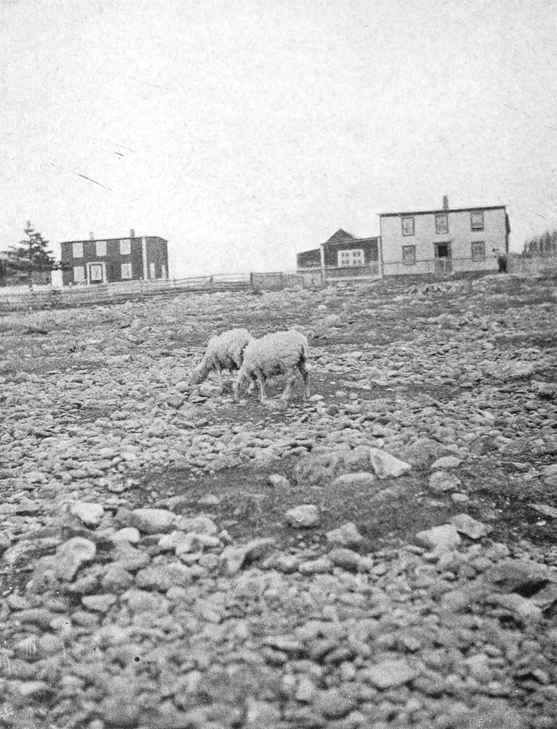 Photo of 2 sheep grazing in rock field