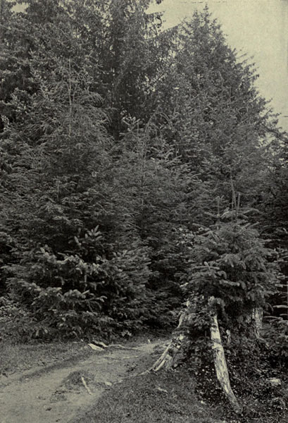 Alaskan Hemlocks and Spruces, Sitka