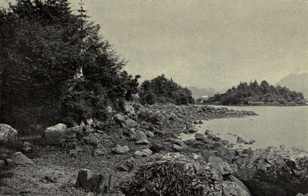 Vegetation at High-Tide Line, Sitka Harbor