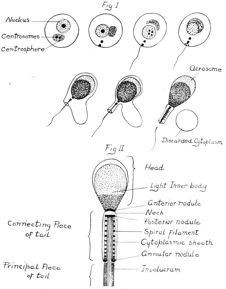 Fig. 1 Fig. 2