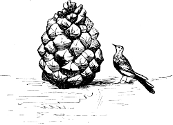 pine cone