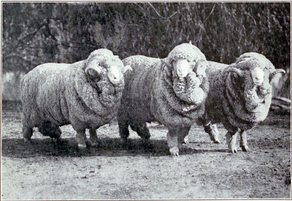 merino