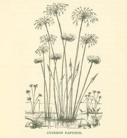 CYPERUS PAPYRUS.