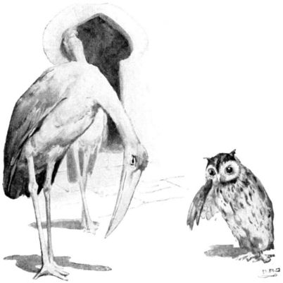 The stork bows to the owl