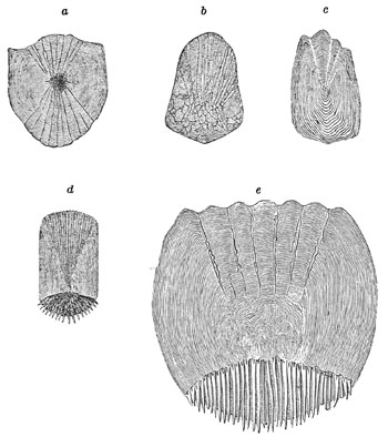 Fig. 8.