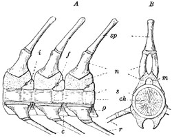 Fig. 17.